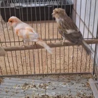 جفت قناری طوطی کوتوله فنچ سهره عروس هلندی