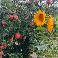 نیازمند کارگر