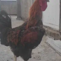 خروس