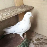 کبوتر ماده خال پیس