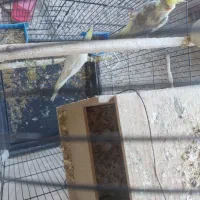 یک جفت عروس هلندی|پرنده|یاسوج, |دیوار