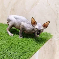 توله گربه اسفینکس اصیل