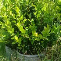 یاس هلندی سطل 12