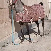 کره مادیان ۳ ساله