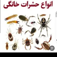 سمپاشی اول تهران سم سوسک وساس درتمام نقاط تهران