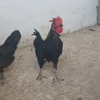 *خروس مینیاتوری*