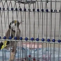 سهره|پرنده|تهران, قیام|دیوار