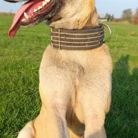 سگ مالینویز