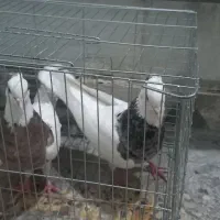 کبوتر|پرنده|بهبهان, |دیوار