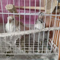 عروس هلندی دوکت و وایت فیس مولد|پرنده|مشهد, چهارچشمه|دیوار