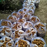 کیوی ریز دوقلو