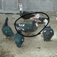 اردک اسراییلی بزرگ