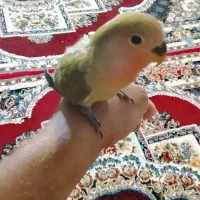 عروس هلندی . طوطی برزیلی . مرغ عشق