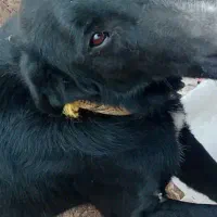 توله قدرجونی وسرابی