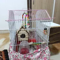 کوتوله برزیلی نر وماده|پرنده|لاران, |دیوار