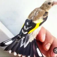 سهره معاوضه با..