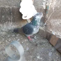 کفتر|پرنده|مشهد, مشکینی (شهرک غرب)|دیوار