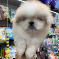 پکنیز اشرافی|سگ|رشت, لاکانی|دیوار