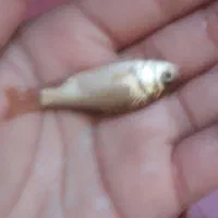 ماهی|ماهی|فولادشهر, B5|دیوار