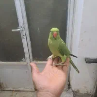 طوطی ملنگو دستی فول|پرنده|میبد, |دیوار