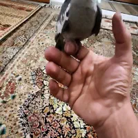 عروس هلندی سینامون گمشده