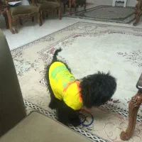 گمشده