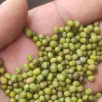 حبوبات ماش بذری ،زود پز ،و محلی  فی ۳۰۰