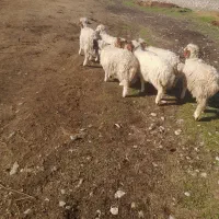 بره|حیوانات مزرعه|آبدانان, |دیوار