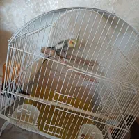 عروس هلندی