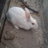 خرگوش سفید