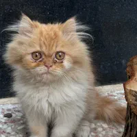 گربه توله پرشین|گربه|شیراز, درکی|دیوار