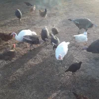 چند عدد بوقلمو ن  ومرغ به فروش میرسد|حیوانات مزرعه|پلدشت, |دیوار