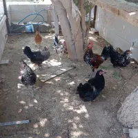 مرغ وخروس شهری پا سیاه