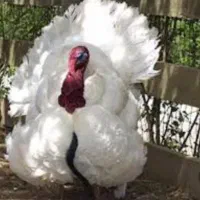 بوقلمون پرواری زنده (خانه طیورچهارراه پادگان