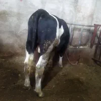 یک راس گوساله ،دانا نر،۳۰۰کیلویی
