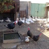 بوقلمون بالغ نر و ماده|حیوانات مزرعه|مشهد, شهرک صنعتی توس|دیوار