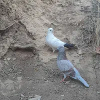 کبوتر|پرنده|مریوان, |دیوار