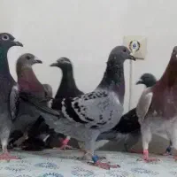 کبوترمسافتی پلاکی خارجی