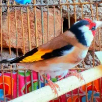 ۴تاسیره نردرجه یک ۲سال قفس