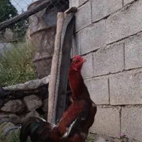 خروس لاری