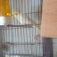 عروس بالغ|پرنده|نکا, |دیوار