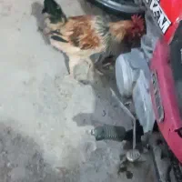 خروس محلی جوان