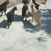 ۵تابزغاله ماده