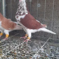 کفتر ساده چپ (افشون )