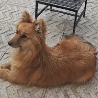 سگ پامر روباهی