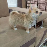 سگ پامرین روباهی ۲ ماهه