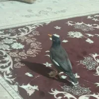 مینا خانگی1ساله|پرنده|فردیس, سرحد آباد|دیوار