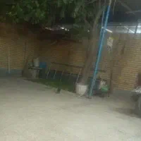 کبوتر موشی پا پری سالم فقط یکم نکش کل|پرنده|رامهرمز, |دیوار