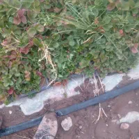 فروش نهال توت فرنگی|خدمات باغبانی و درختکاری|جیرفت, |دیوار