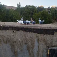 کبوتر بوم